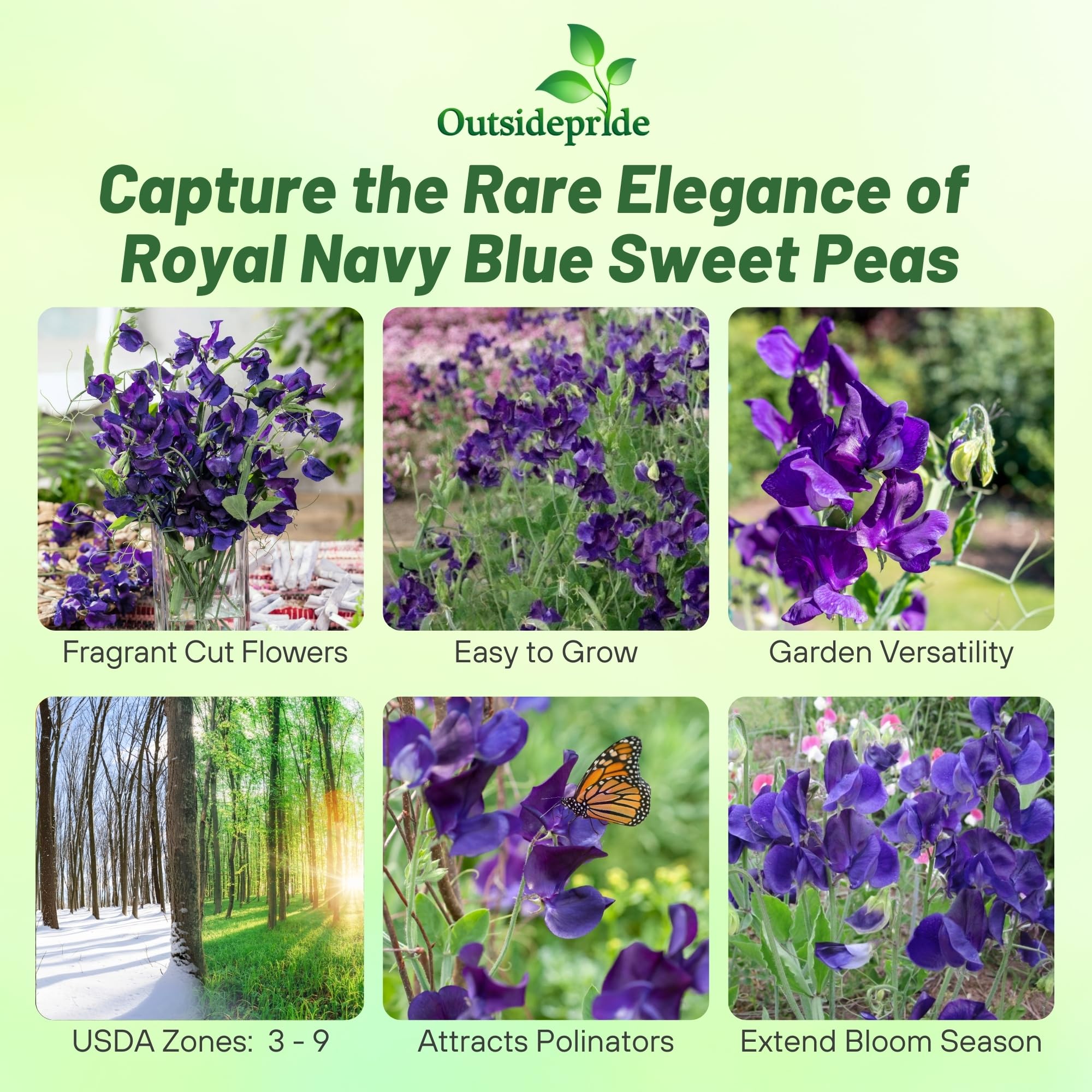 Outsidepride 250 Seeds Annual Lathyrus Odoratus Sweet Peas Royal Navy Blue Vine Seeds for Planting - Fragrant Climbing Flowers for Garden Trellis, Fence & Container Gardening