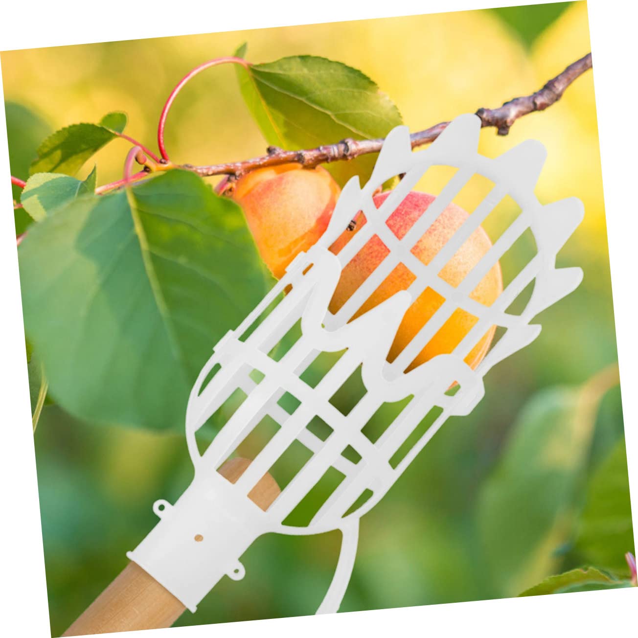 2Pcs Adjustable Telescopic Fruit Picker Pole with Basket - Lightweight Harvesting Tool for Oranges, Loquats & More - Perfect for Home Garden, Orchard & Backyard Fruit Collection (Extendable 8-15ft)