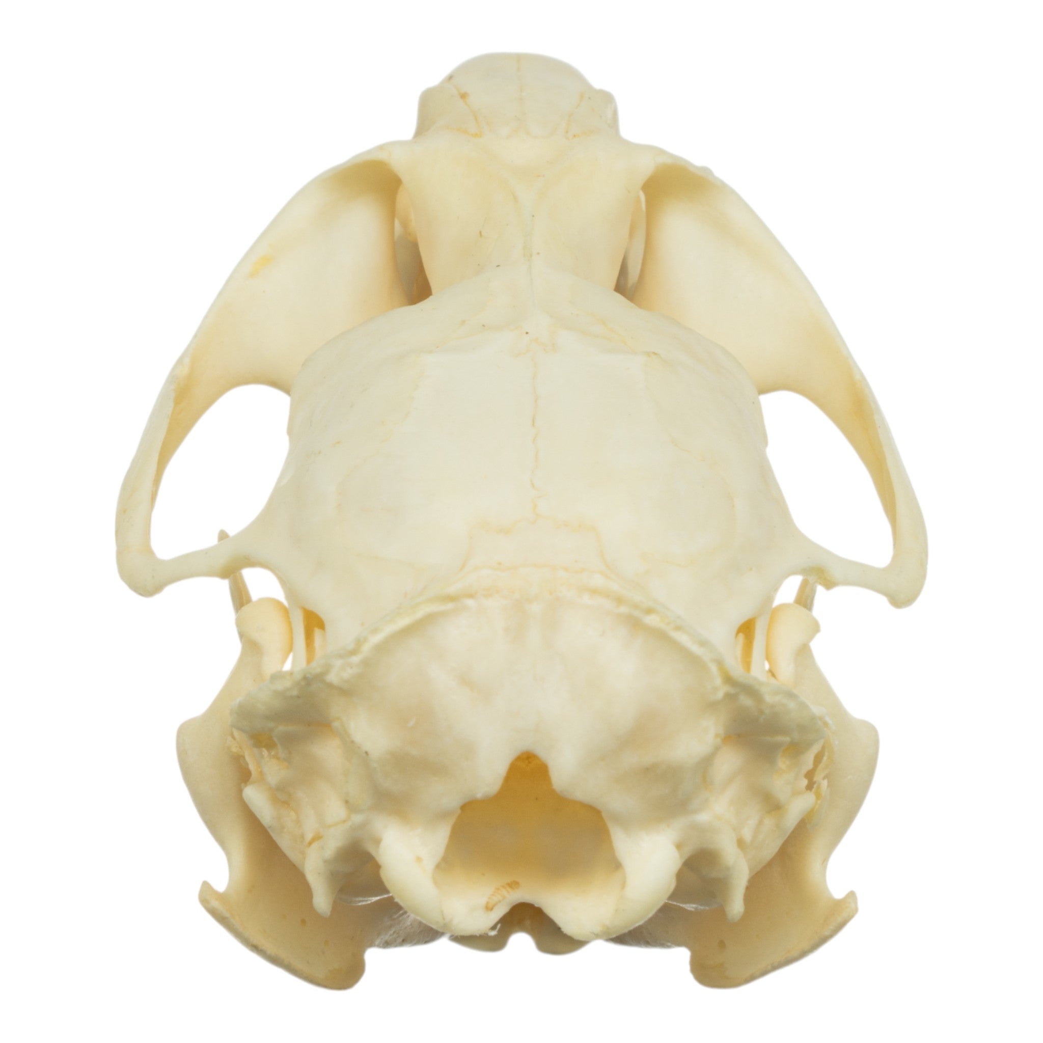 Authentic Muskrat Skull - Real Animal Skull Specimen for Taxidermy, Science Education & Oddity Collectors - Perfect for Halloween Decor, Gothic Display & Biology Studies