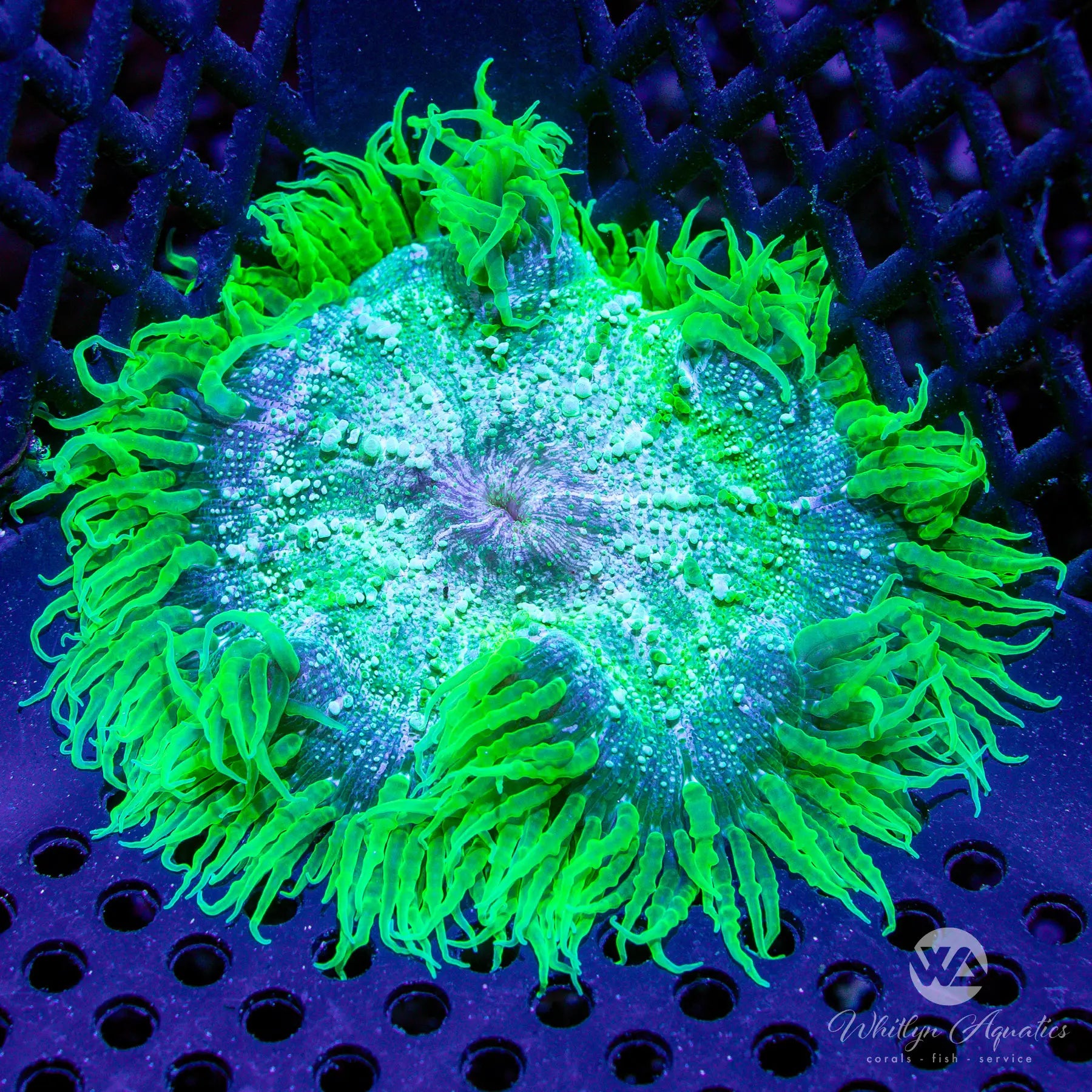 Premium XL Rock Flower Anemone Coral (~3