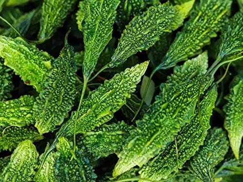 15 Indian Green F1 Hybrid Bitter Melon Seeds for Home Gardening