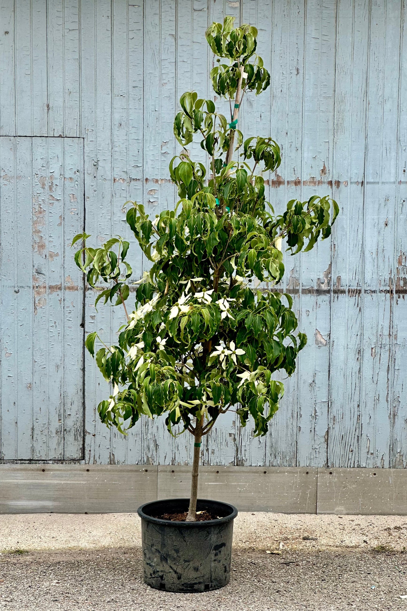 Cornus kousa 'Greensleeves' Dogwood Tree - #6 Container Size - Beautiful Flowering Ornamental Plant for Landscaping, Gardens & Outdoor Decor