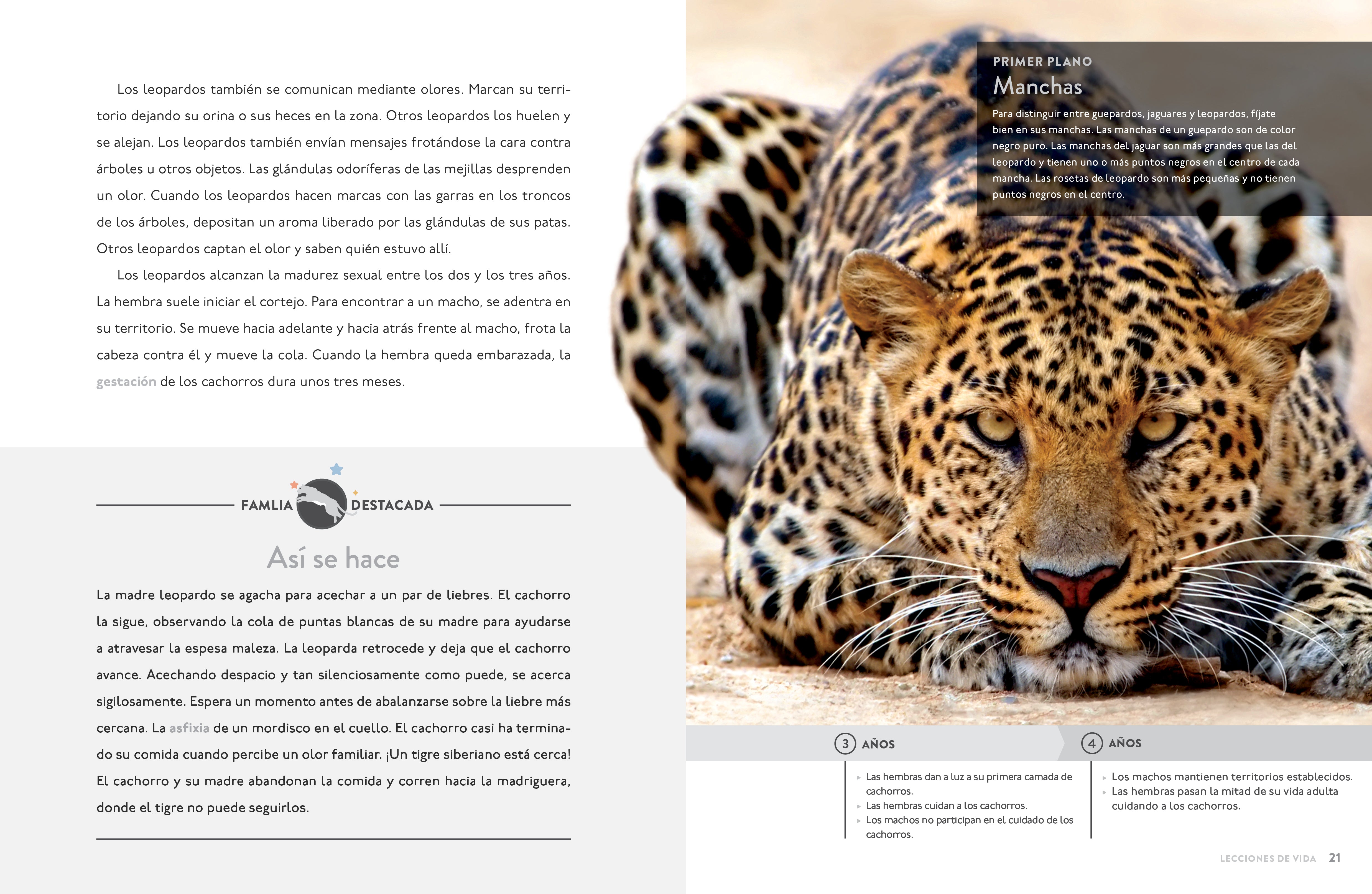 El Leopardo 9798889894704 - Premium Fashion Accessory for Women | Perfect for Parties, Weddings & Special Occasions