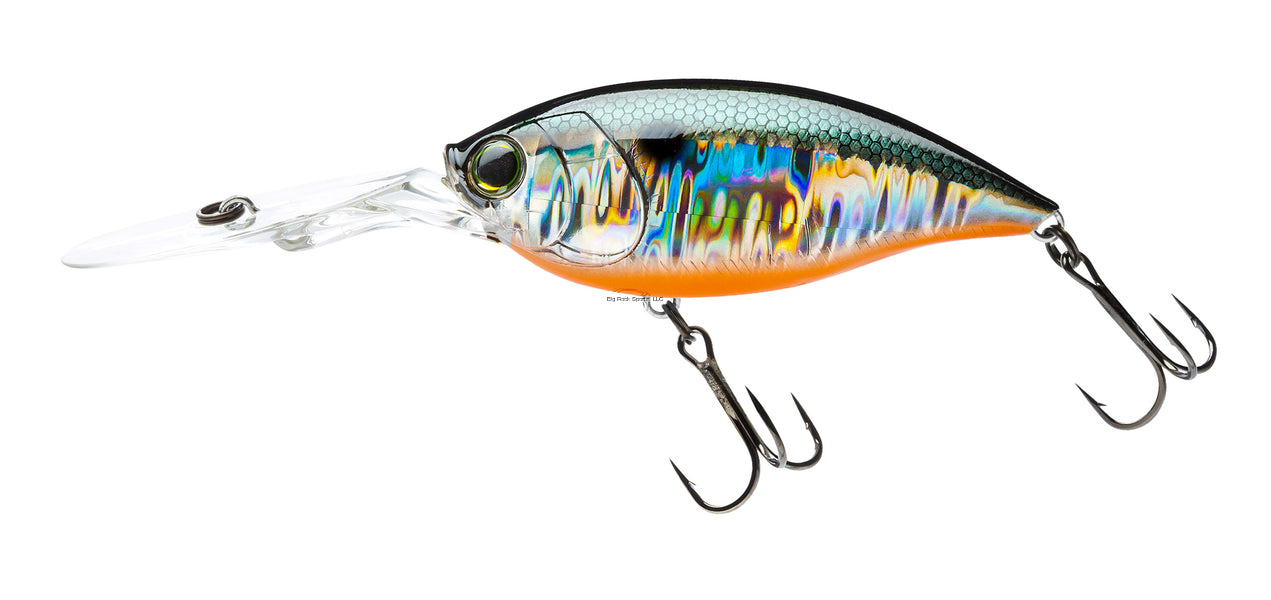 Golden Shiner