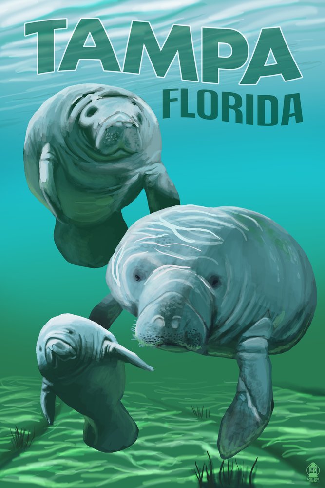 Lantern Press Tampa Florida Manatees Wall Art - 16x24 Wrapped Canvas Print - Coastal Home Decor for Living Room, Bedroom & Office