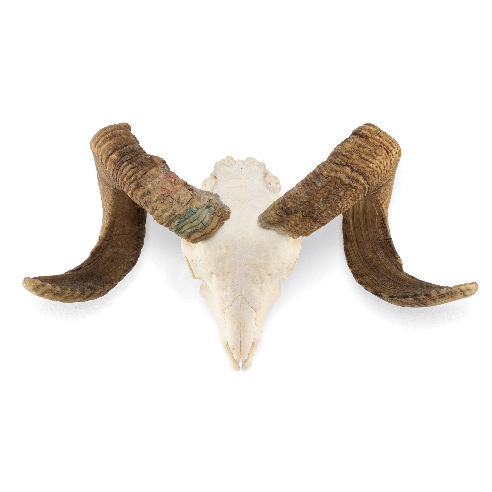 Authentic Domestic Ram Skull for Home Decor, Taxidermy, and Gothic Collections – Perfect for Wall Display, Halloween Decor, and Unique Gifts