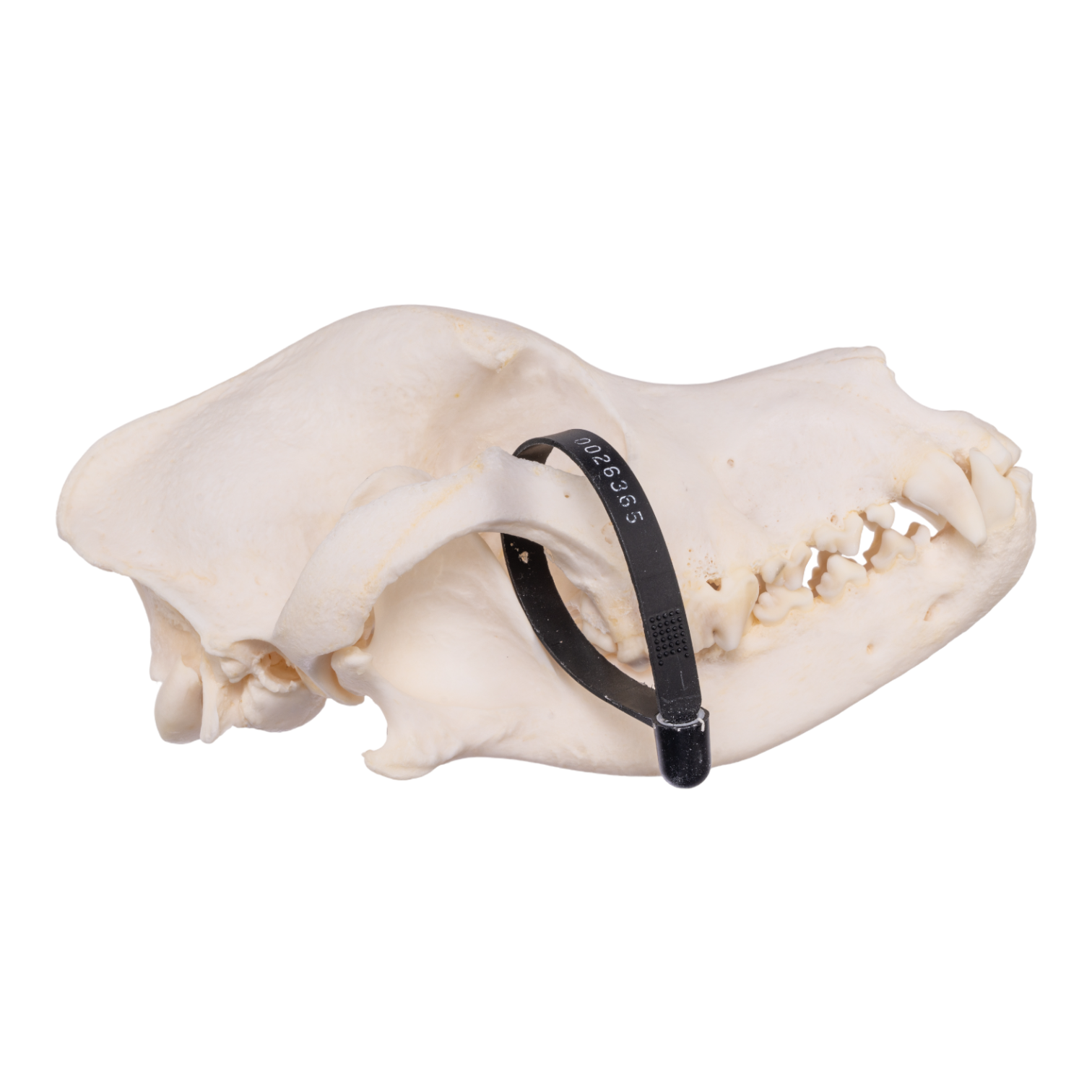 Authentic Rottweiler Dog Skull Specimen - Real Domestic Canine Skull for Veterinary Study, Taxidermy & Educational Display | Perfect for Biology Classrooms, Oddity Collections & Halloween Decor