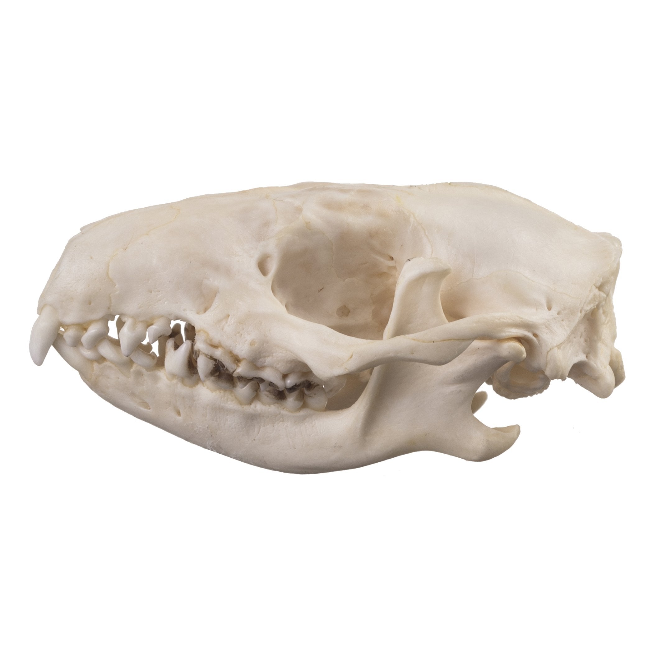 Real Hedgehog Skull - Authentic Animal Specimen for Collectors, Biology Study & Gothic Decor - Perfect for Oddity Cabinets, Science Classrooms & Halloween Displays