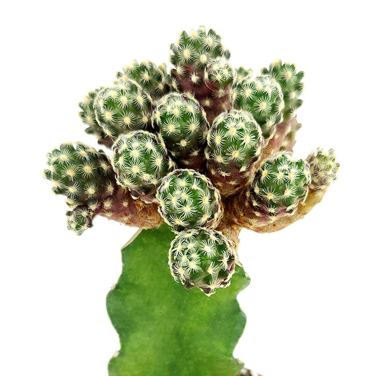 Rare Mammillaria Haudeana Cactus for Sale – 4