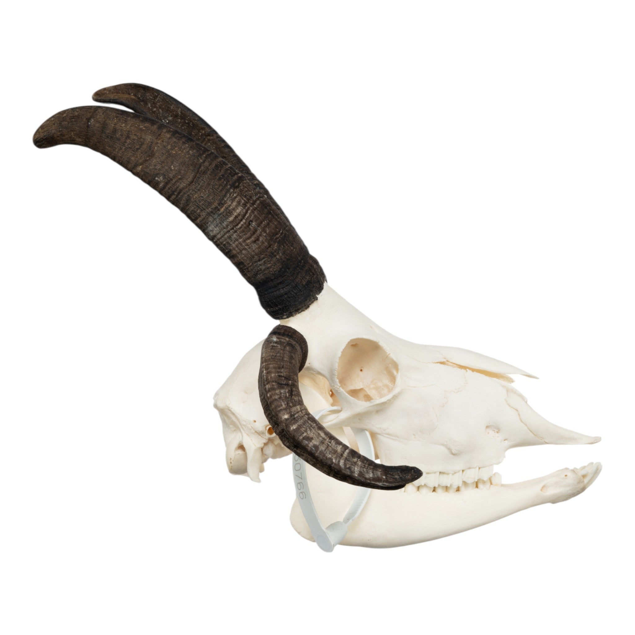 Authentic Four-Horned Jacob Sheep Skull - Unique Taxidermy Decor for Gothic Home, Cabin, or Hunting Lodge Display