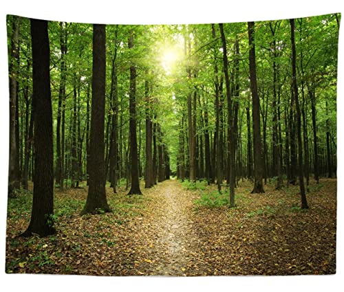 T-Forest-11