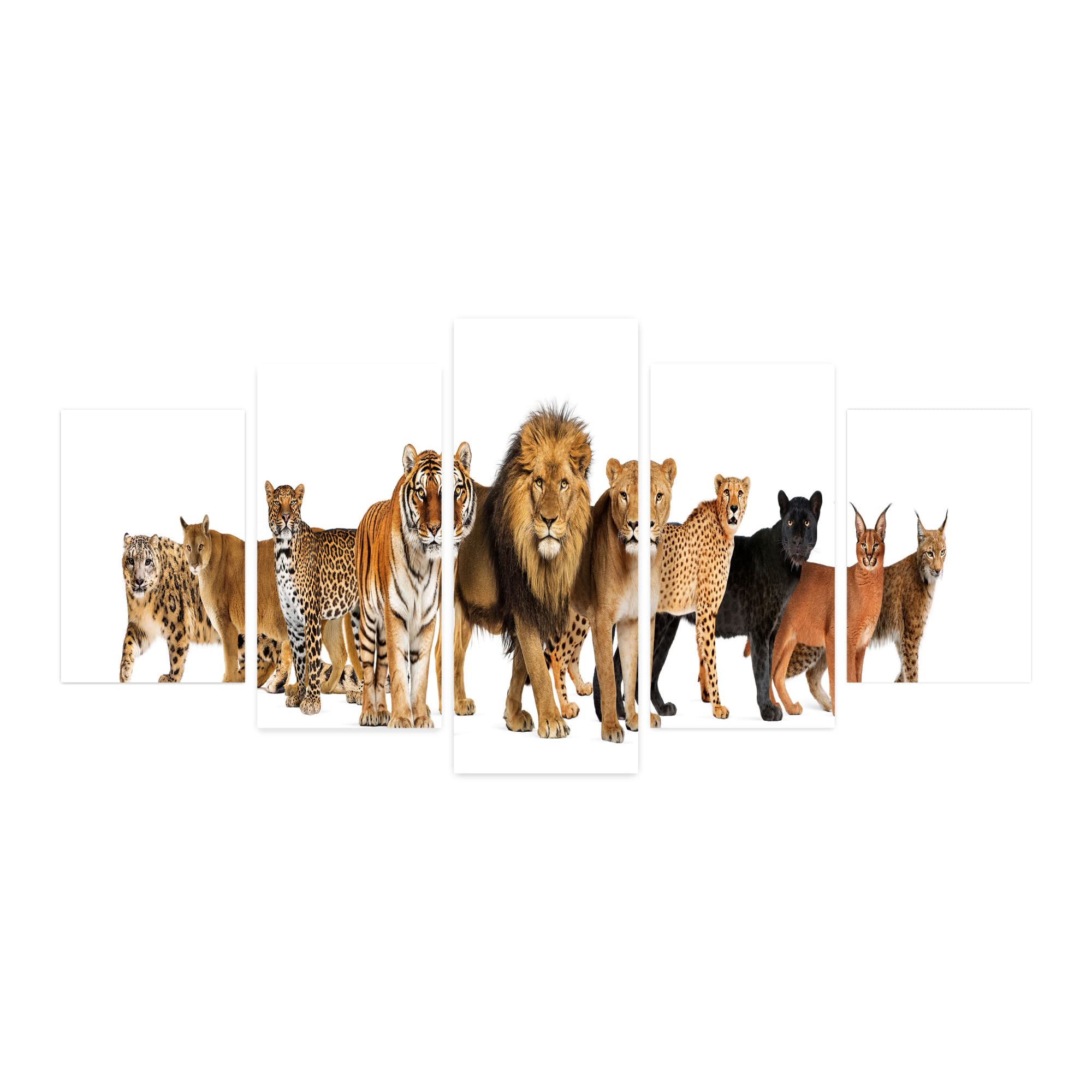 Ambesonne 5-Panel Wild Cats Wall Art - Lion, Cheetah, Tiger, Panther, Leopard on Plain Backdrop - Acrylic Glass Decor for Living Room, Bedroom, Dorm - 60
