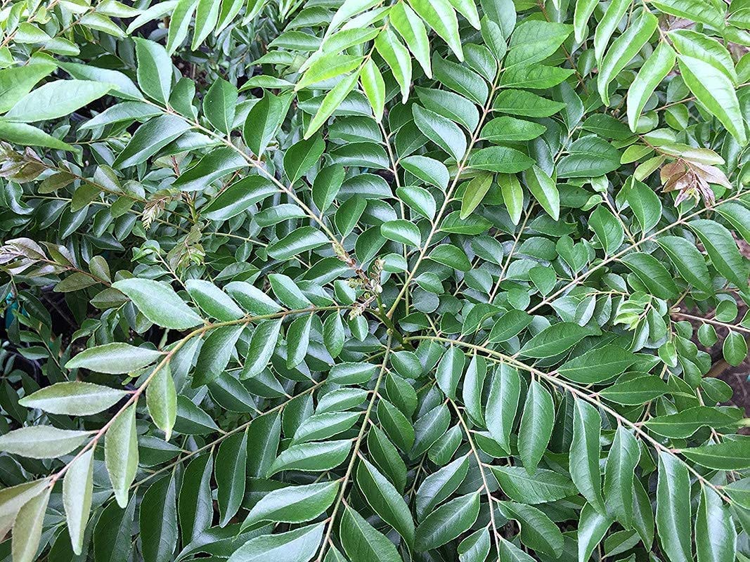 Buy Fresh Koenigii Curry Leaf Kadi Patta Live Plant for Cooking - Perfect for Indian Cuisine, Home Gardens & Herbal Remedies