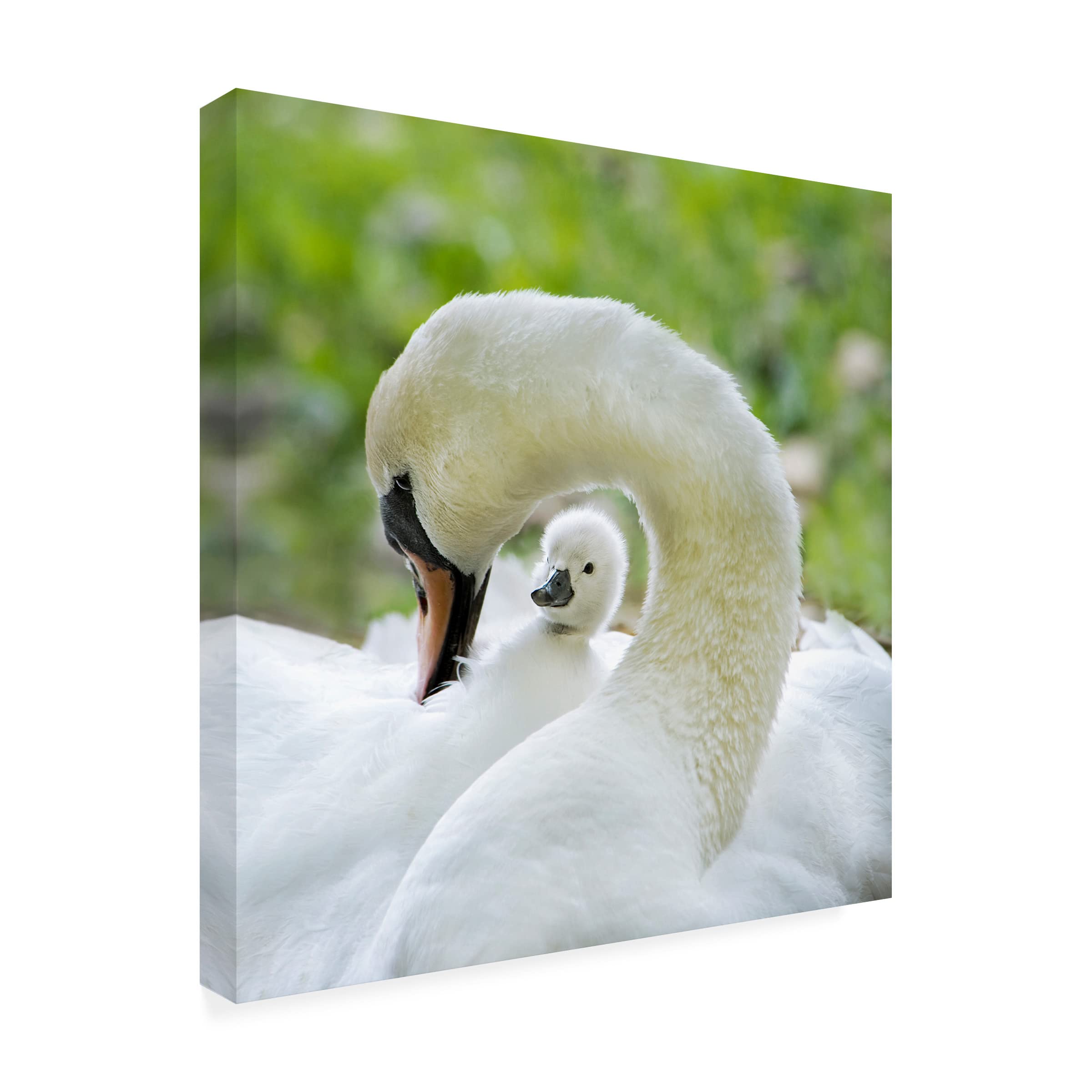 Trademark Fine Art 'Love Surrounds' Canvas Wall Art by Jacky Parker - Romantic Home Decor for Living Room, Bedroom & Office