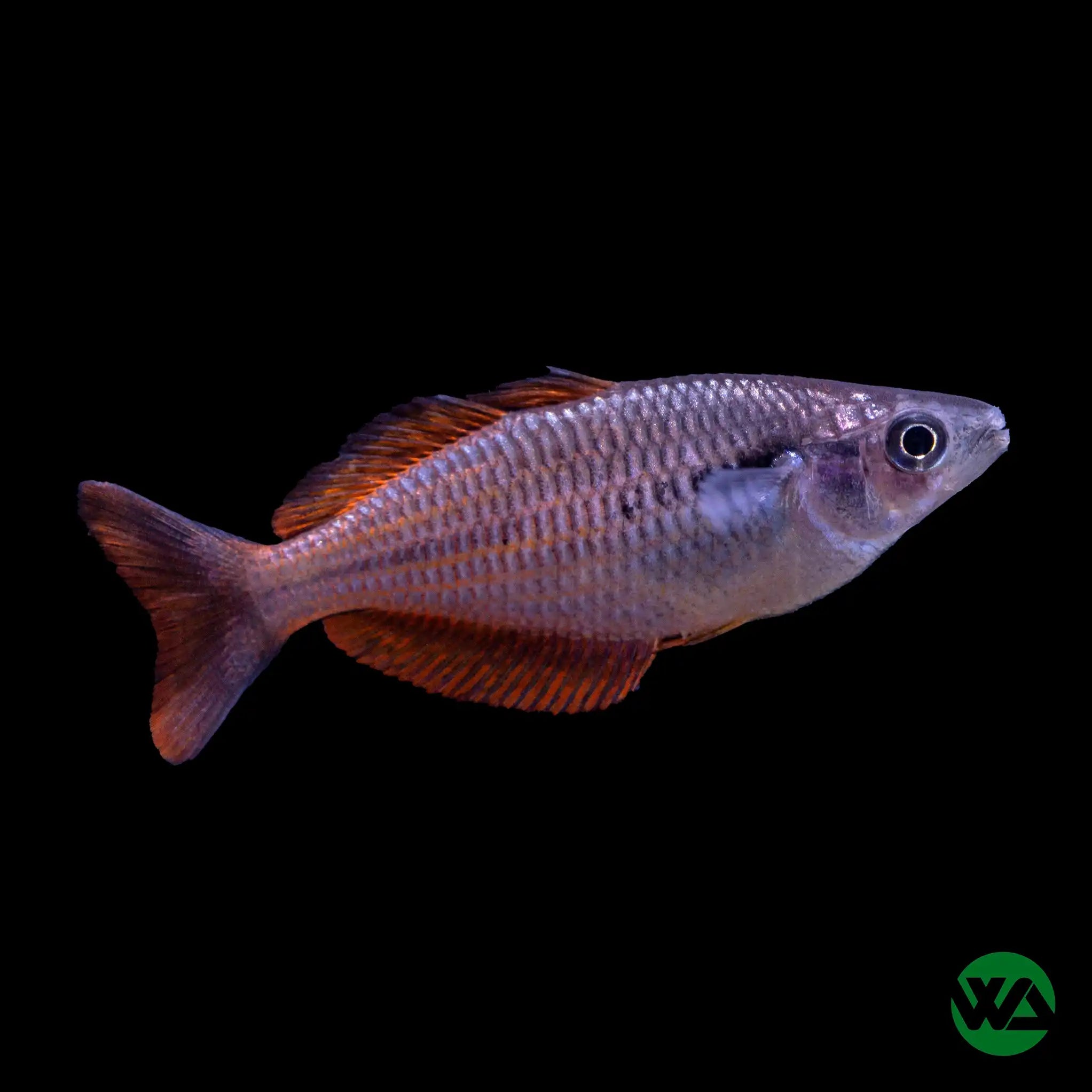 Lake Kurumoi Sunset Rainbowfish (Melanotaenia parva) - Vibrant Tropical Fish for Aquariums, Perfect for Home & Office Tanks