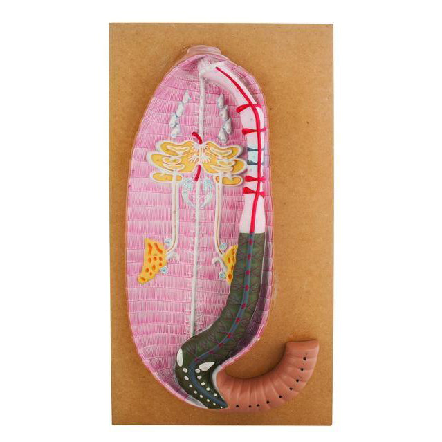 Earthworm Dissection Model - High Quality Educational Biology Science Kit for Students & Teachers | Perfect for Classroom Labs, Homeschooling & Science Projects