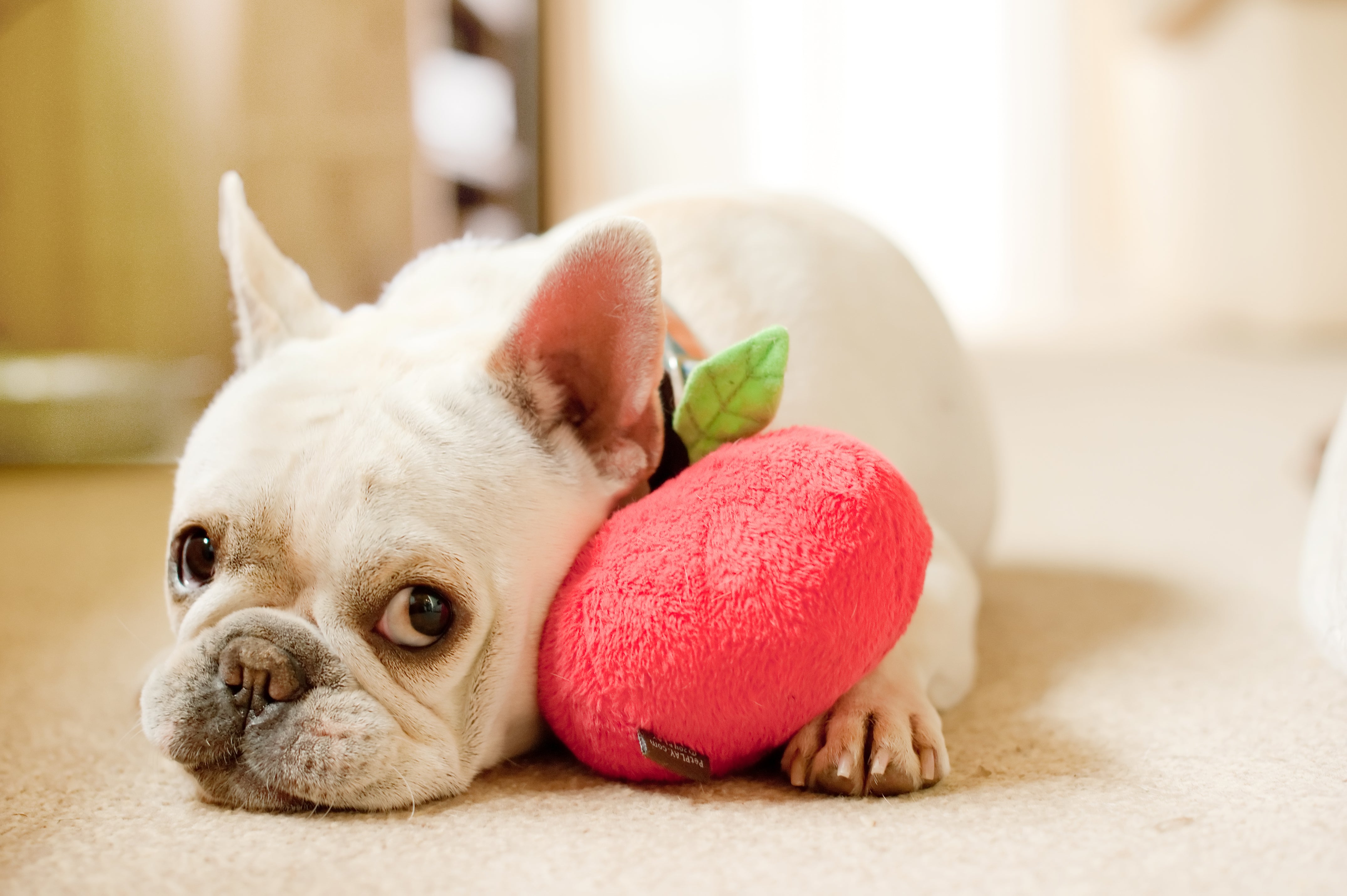 Garden Fresh™ Apple Plush Dog Toy - Soft & Durable Chew Toy for Small & Large Dogs - Fun Interactive Playtime for Pets - Perfect for Indoor & Outdoor Use