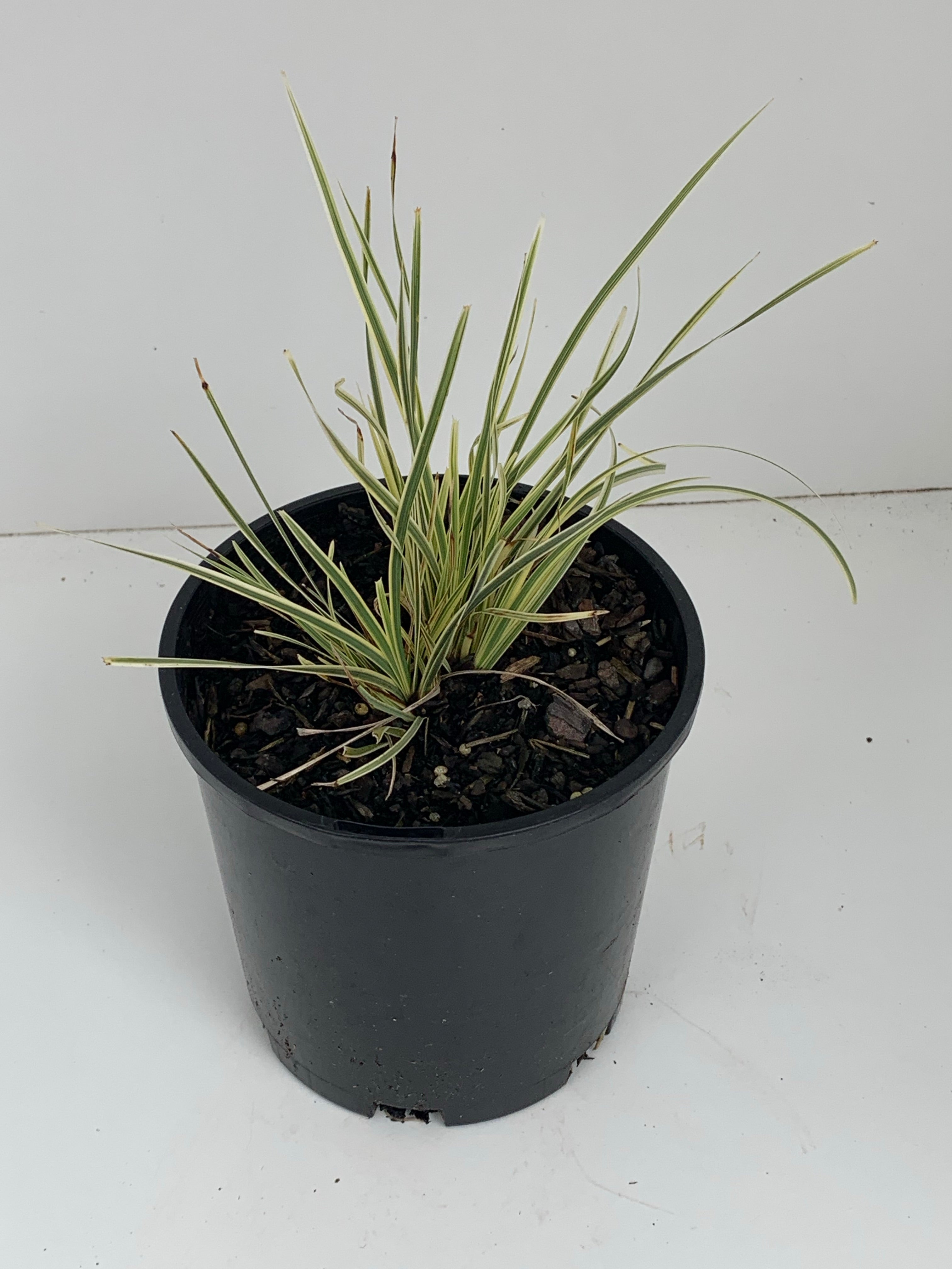 Lomandra 'White Sands' Drought-Tolerant Ornamental Grass for Landscaping - Perfect for Borders, Rock Gardens, and Xeriscaping