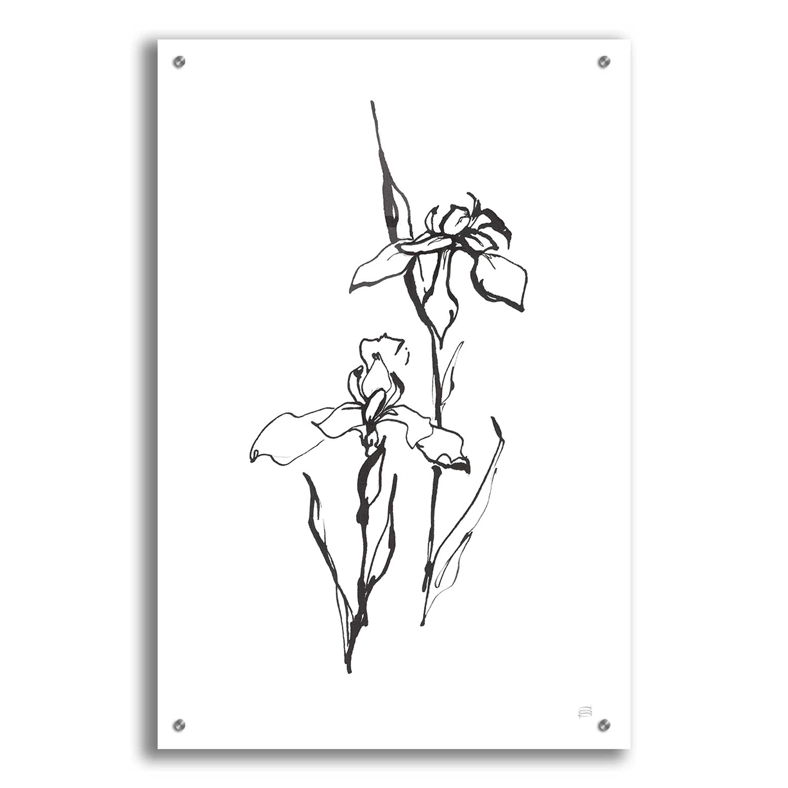 Chris Paschke 'Line Iris II' Modern Abstract Acrylic Glass Wall Art - 24x36 Inches - Contemporary Home & Office Decor for Living Room, Bedroom, or Workspace