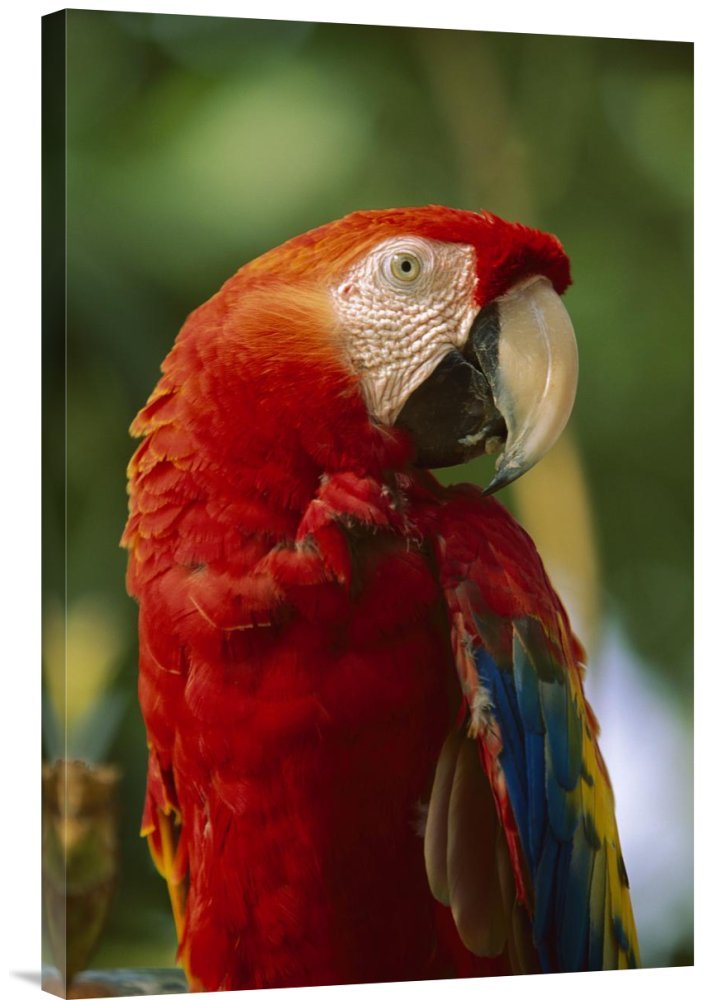Scarlet Macaw Canvas Wall Art - Central & South America Wildlife Print by Tim Fitzharris - Gallery Wrapped Giclee on Canvas - Perfect for Living Room, Bedroom & Office Decor