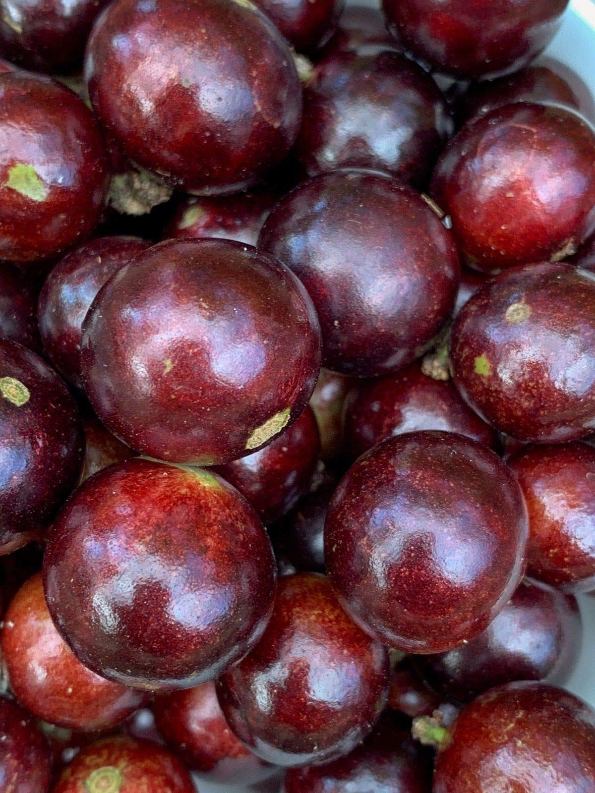 Live Red Hybrid Jaboticaba Tree (Myrciaria cauliflora x aureana) - US Grown Tropical Fruit Plant for Home Garden & Landscaping | Fresh Not Seeds or Bulbs