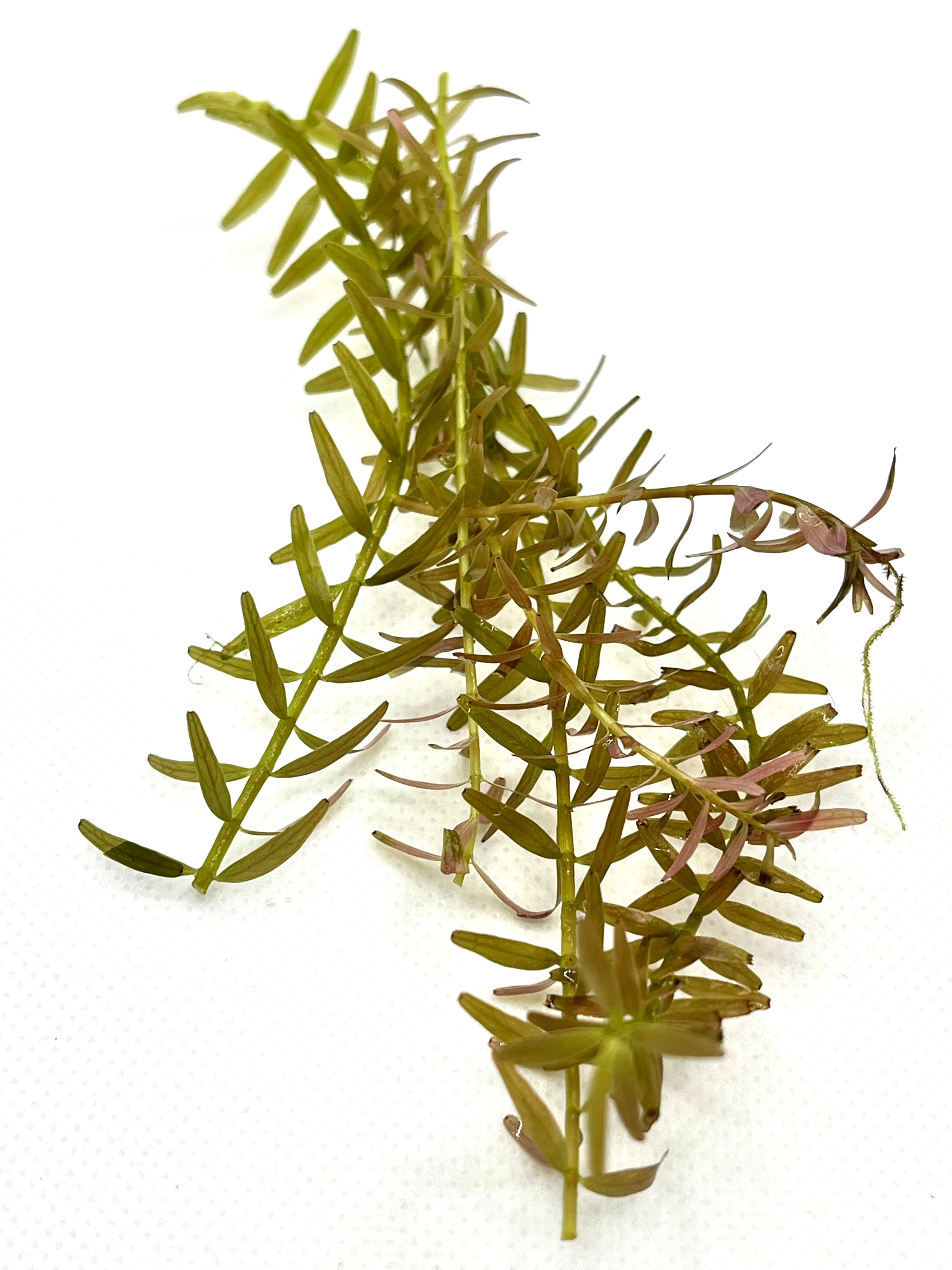 10 Live Rotala Stems Bundle - Vibrant Aquatic Plants for Freshwater Aquariums | Perfect for Fish Tanks, Aquascaping & Planted Aquariums