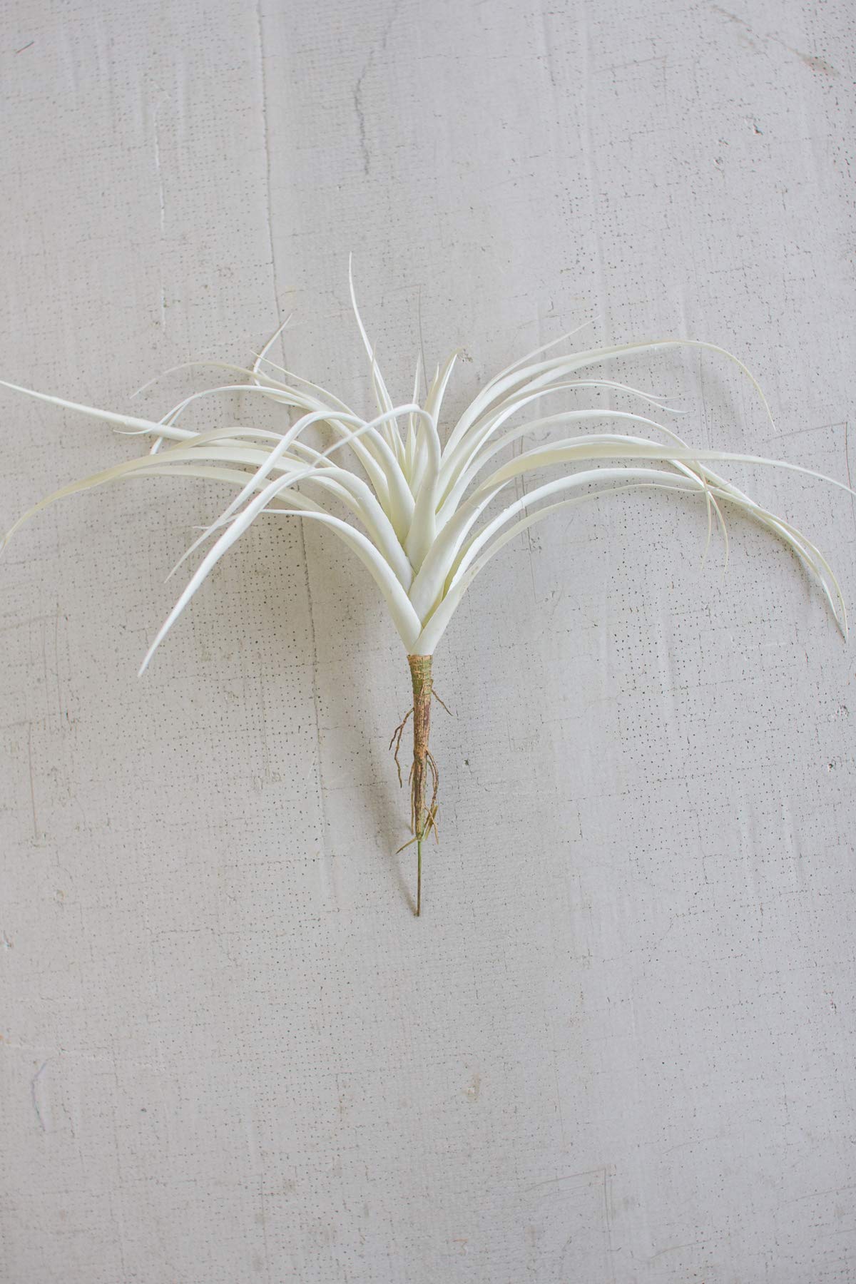 Kalalou Large White Air Plant (Tillandsia) - One Size, Cream - Perfect for Home Decor, Terrariums & Wedding Centerpieces