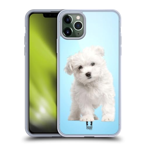 Maltese Puppy