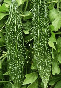 15 Indian Green F1 Hybrid Bitter Melon Seeds for Home Gardening