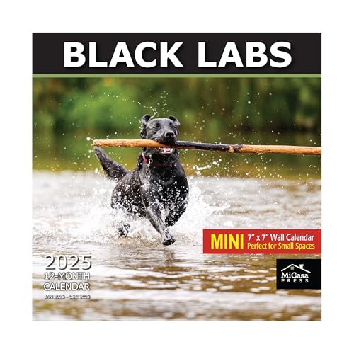 08A - Black Labs