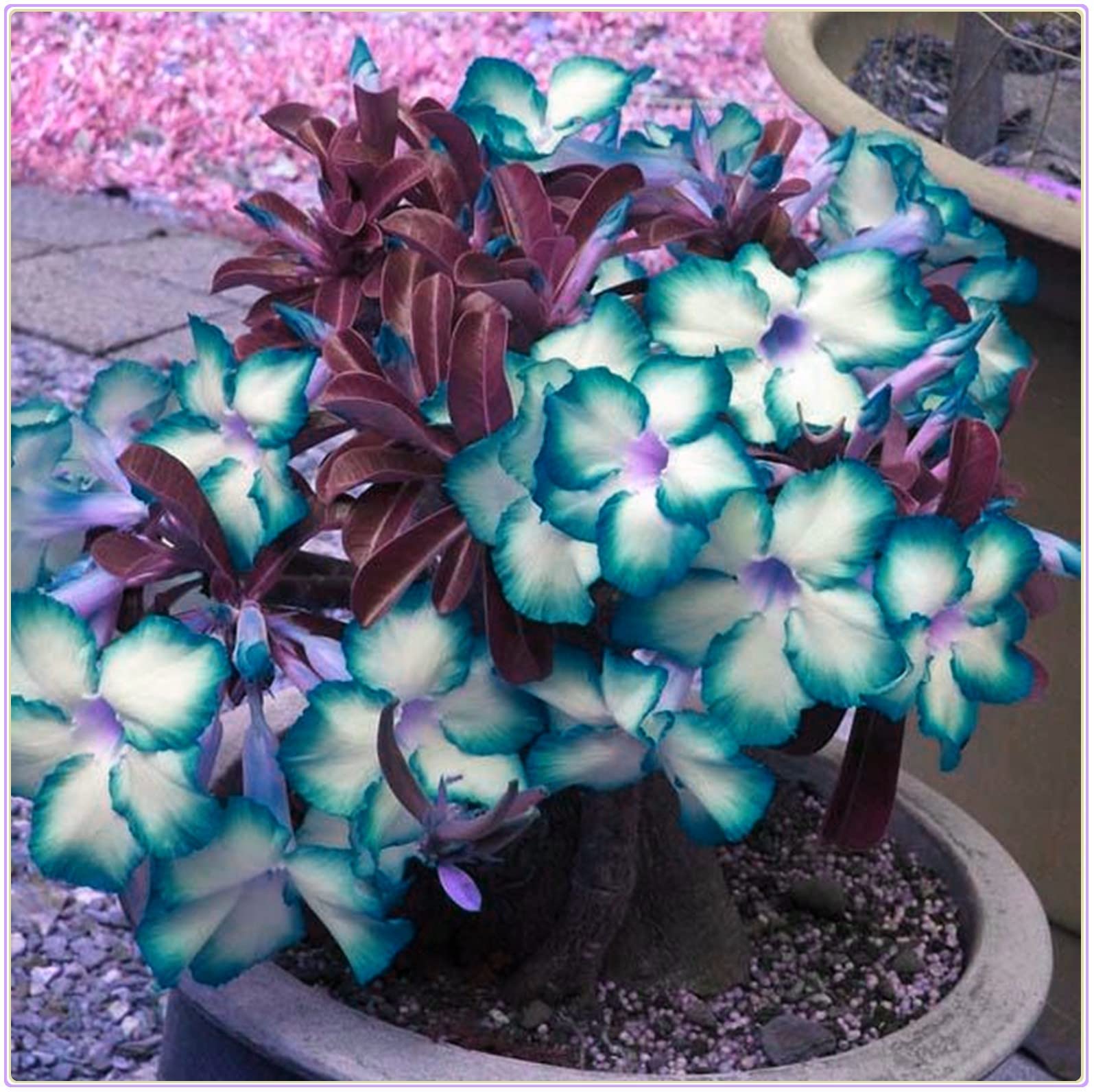 Lucky Desert Rose Bulbs (5 Pack) - Hardy Perennial Flowering Plant for Pots, Gardens & Landscaping - Easy to Grow Indoor & Outdoor Decor