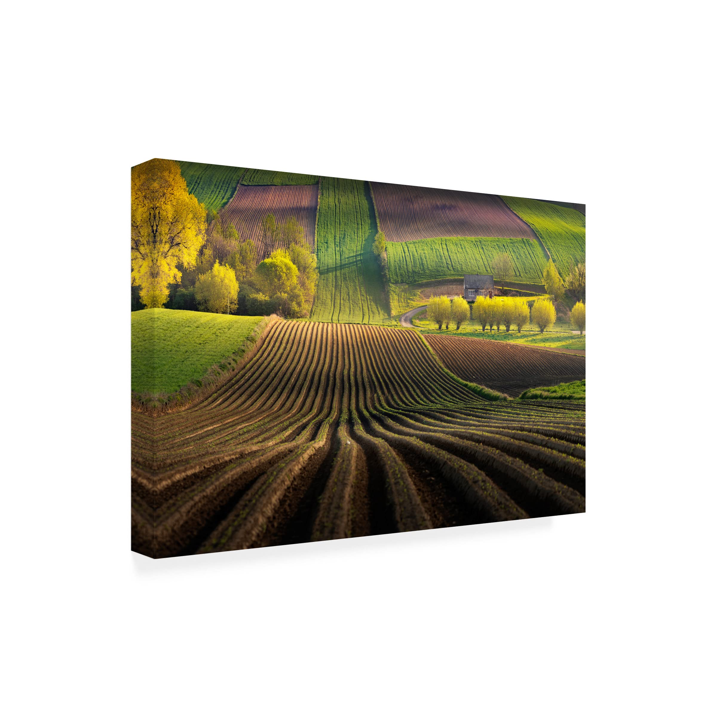 Trademark Fine Art 'Shape' Canvas Art by Karol Nienartowicz - Abstract Wall Decor for Living Room, Bedroom & Office - Modern Home & Office Decoration