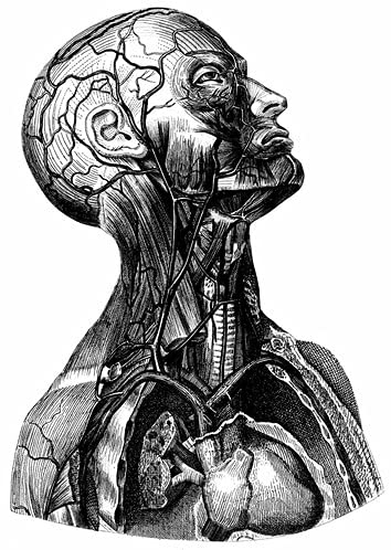 Vintage Human Body Anatomy Print - Medical Wall Art for Doctor Office Decor, Medical Student Graduation Gift - Perfect for Clinics, Hospitals & Home Decor