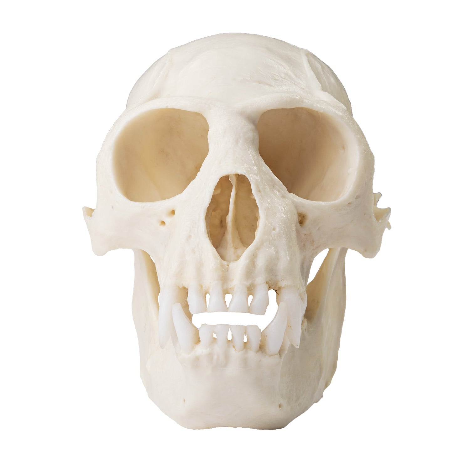 Replica Colobus Monkey Skull - Lifelike Primate Skull Model for Science Education, Home Decor & Halloween Props | Perfect for Biology Classrooms, Gothic Collections & Spooky Party Decorations