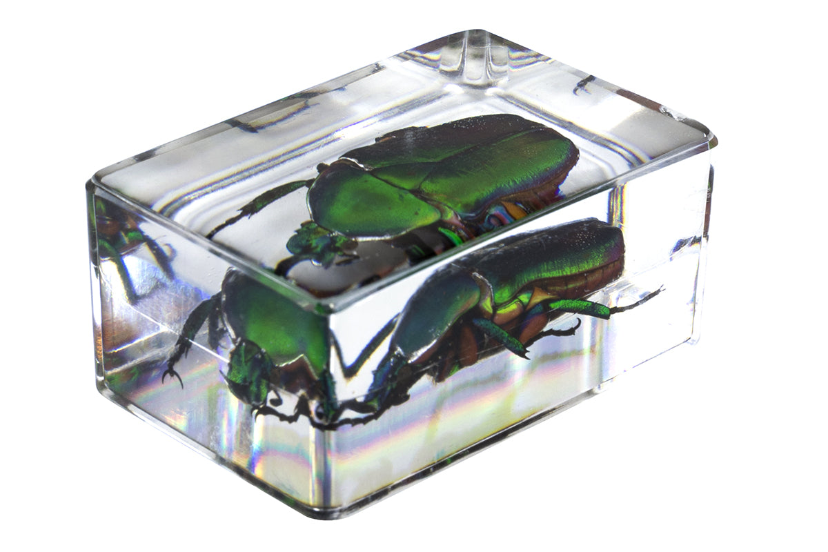 3D Bug Specimen Kit #5 - Realistic Insect Models for Science Education & Home Decor | Perfect for Classroom, Kids Learning & Nature Enthusiasts