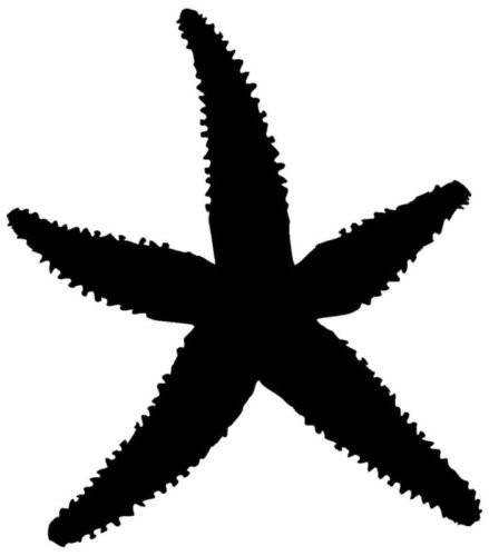 Starfish Sticker - Waterproof Vinyl Decal for Windows, Cars, Laptops, MacBooks & Smooth Surfaces - Perfect for Beach Themed Decor, Ocean Lovers & Summer DIY Projects