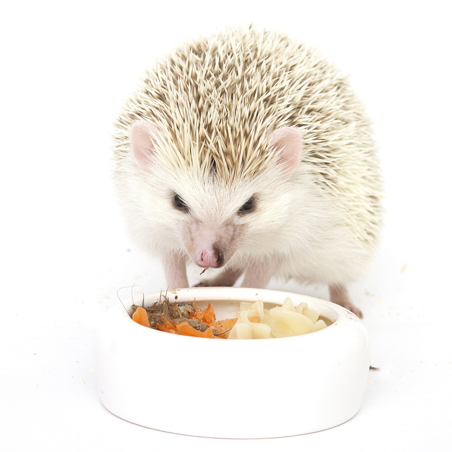 Premium Hedgehog Treat Variety Pack - 12 Delicious Flavors for Pet Hedgehogs - Healthy Snacks for Small Animals - Perfect for Training, Bonding & Special Occasions