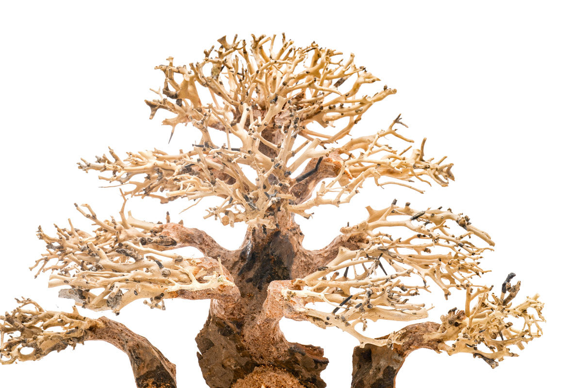 UNS Bonsai 004 - Premium Mini Bonsai Tree Kit for Home & Office Decor | Perfect Gift for Plant Lovers, Zen Garden Enthusiasts & Indoor Gardening