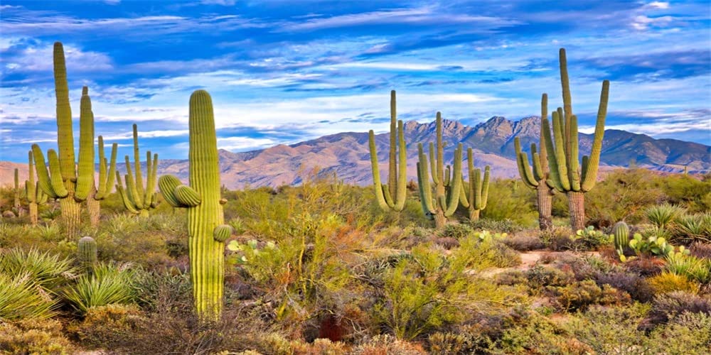 Yeele 8x4ft Western Blue Sky Mountains Photography Backdrop - Desert Cactus Landscape for Cowboy Portraits, Terrarium Background & Studio Props | Perfect for Western Theme Photo Shoots, Travel Hiking Scenes and American Adventure Decor