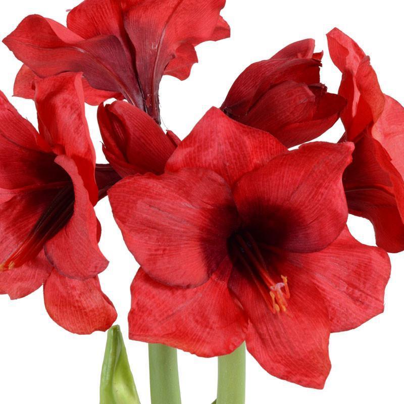 Beautiful Red Amaryllis Flower Arrangement - Perfect for Home Decor, Wedding Centerpieces & Holiday Gifts
