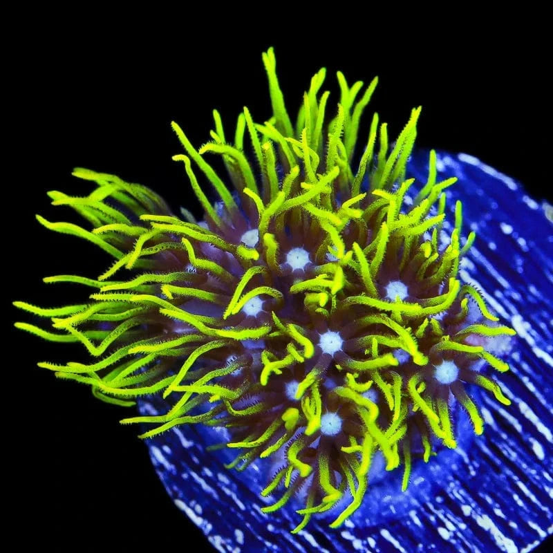 Blue Eye Green Star Polyps Coral - Live Saltwater Aquarium Coral for Reef Tanks | Perfect for Beginners & Marine Enthusiasts | Enhances Underwater Scenery & Biodiversity
