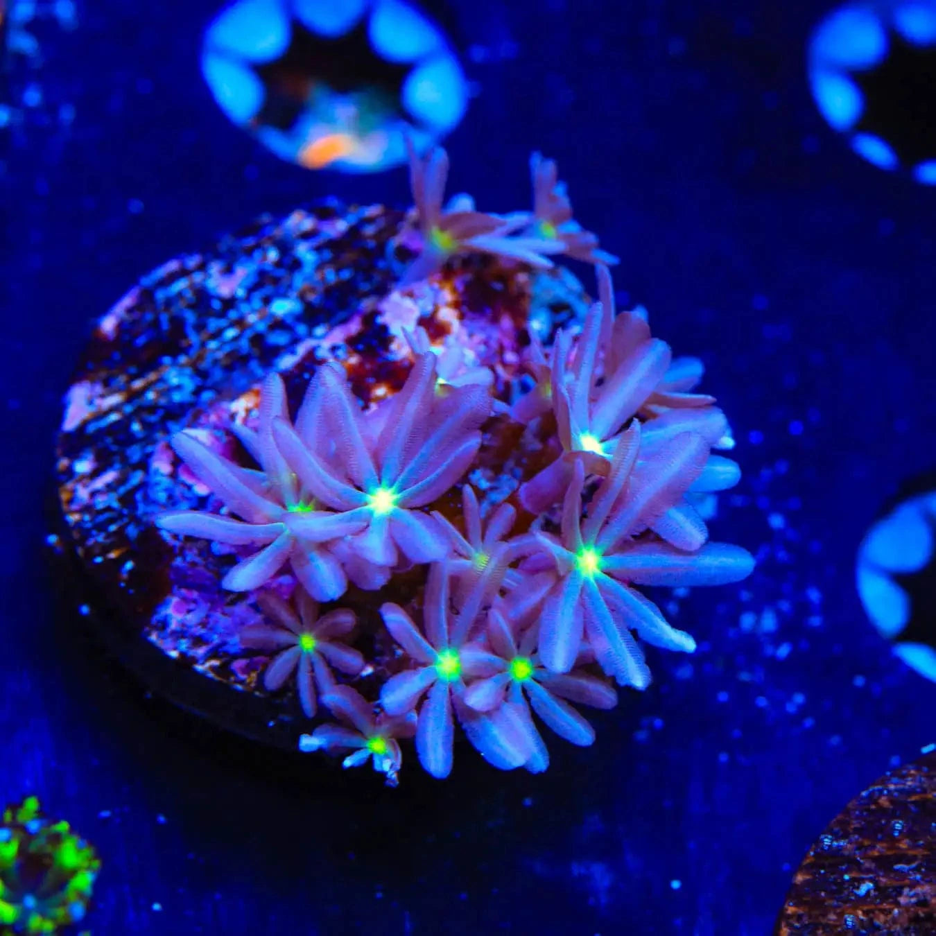 Premium Daisy Polyps Coral for Saltwater Aquariums – Vibrant Soft Coral for Reef Tanks & Marine Aquascaping