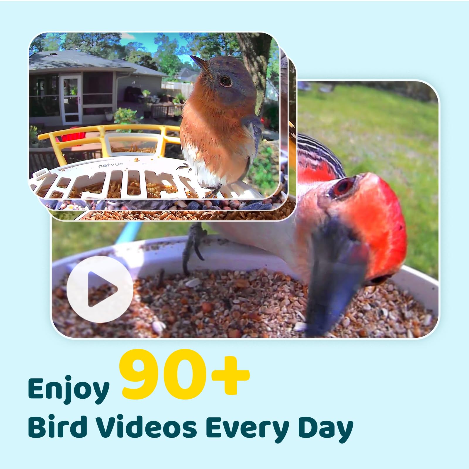 NETVUE by Birdfy Smart Bird Feeder with Camera - Wireless Outdoor Bird Watching Camera with Motion Detection, Auto Video Capture & Instant Alerts - Perfect Gift for Bird Lovers - Ideal for Backyard Birdwatching, Nature Monitoring & Wildlife Photography (Yellow)