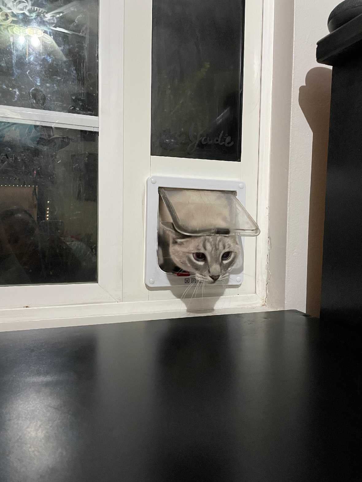 Whiskers & Windows Cat Door for Horizontal Sliding Windows - Large Cat Flap for Easy Pet Access (Fits 34