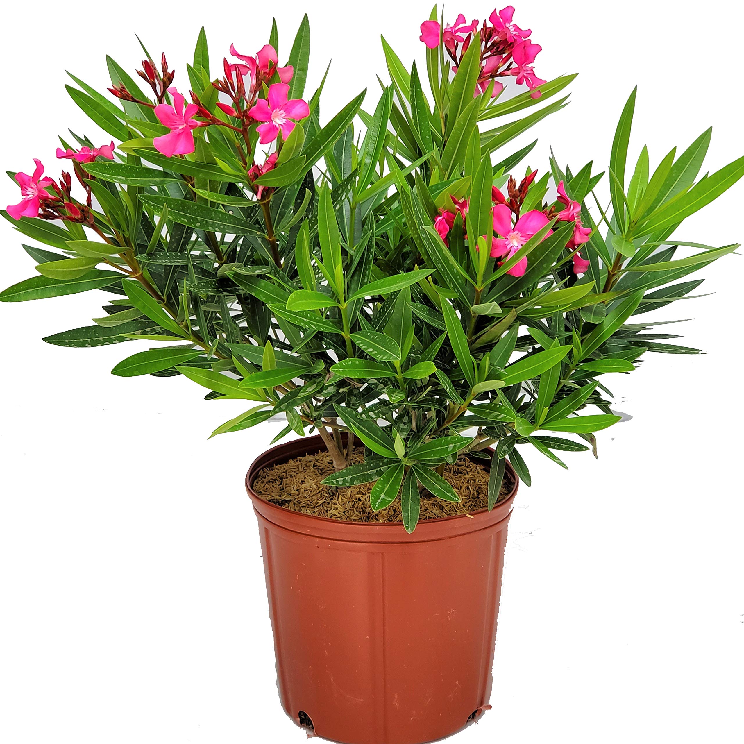 Calypso Pink Oleander Bush - Live Tropical Flowering Plant - Florida Grown - 26