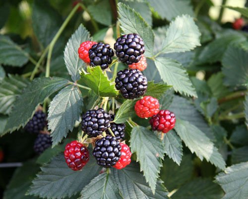 Thornless Blackberry Ouachita Live Plant - Potted Rubus for Home Garden, Fresh Berries & Landscaping | Easy to Grow, High Yield Fruit Plant