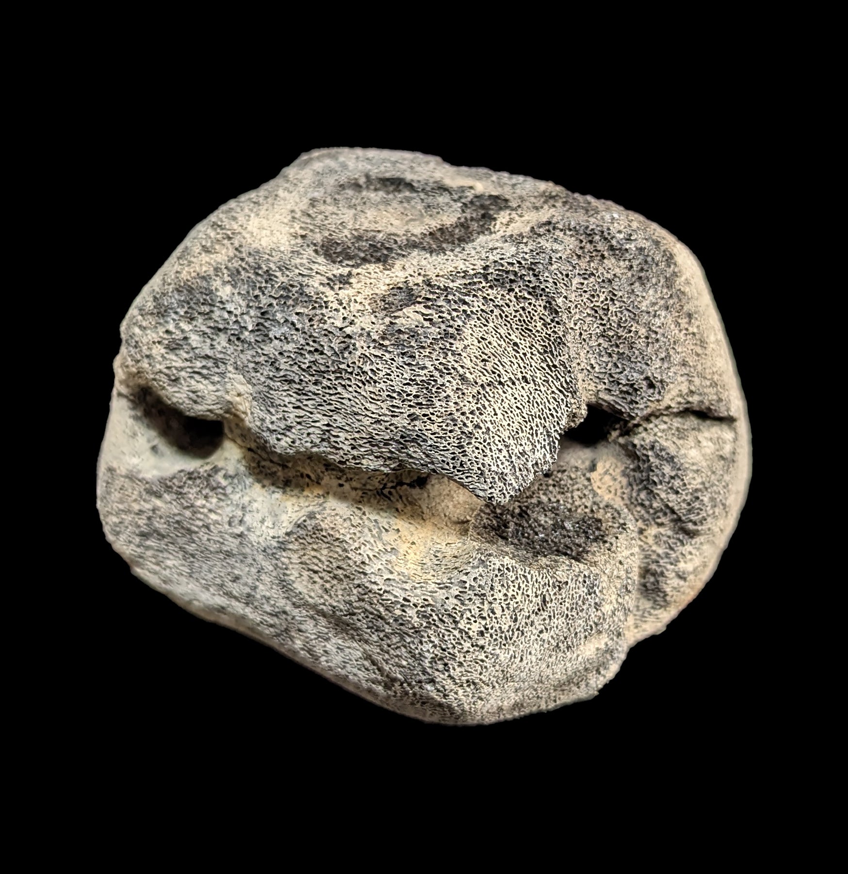 Authentic Fossil Whale Vertebrae for Sale - Rare Marine Mammal Bone Specimen - Perfect for Paleontology Collectors & Home Decor