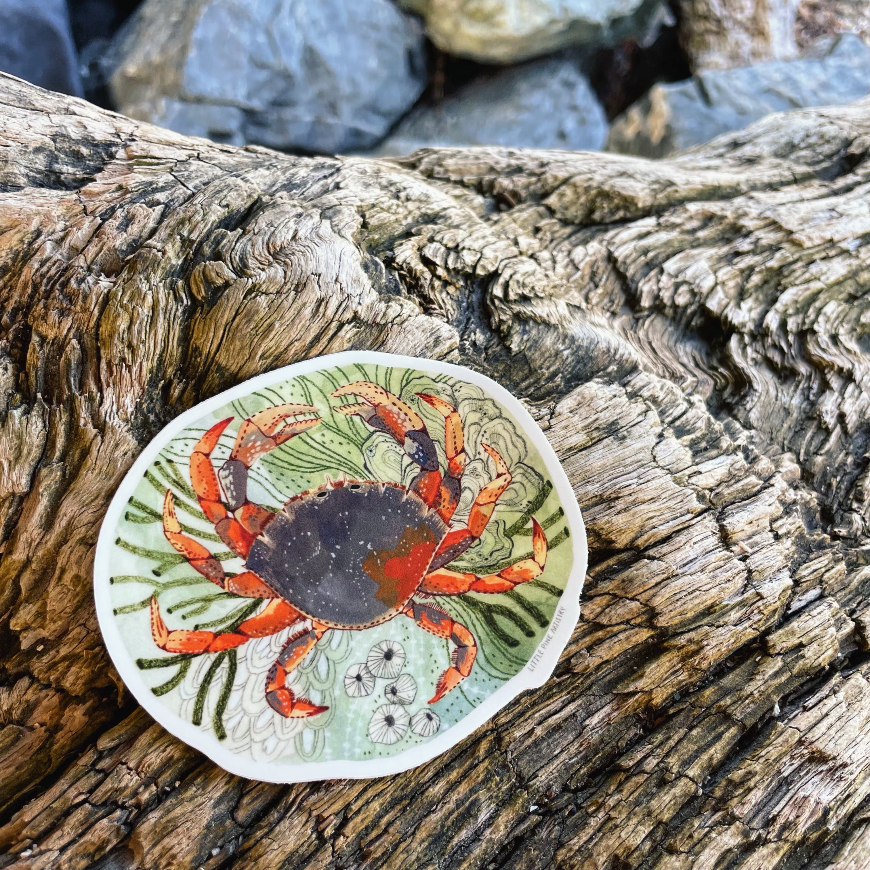 Tide Pool Crab Sticker - Waterproof Vinyl Decal for Laptops, Water Bottles & Marine Decor - Perfect for Beach Lovers & Ocean Enthusiasts