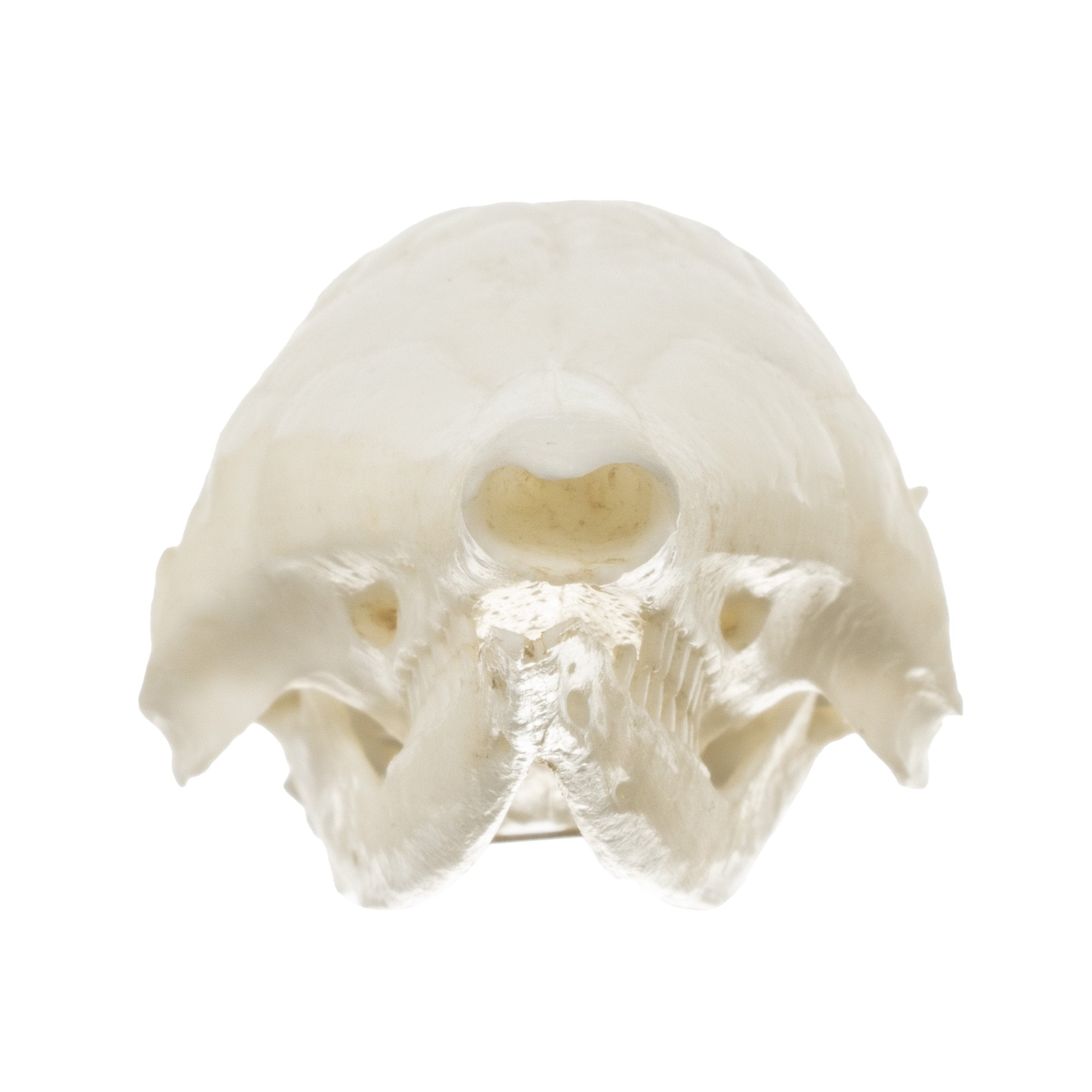 Authentic Replica Nine-Banded Armadillo Skull - Lifelike Animal Skull Model for Home Decor, Educational Display, and Halloween Props
