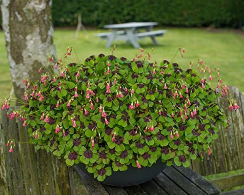 Oxalis Iron Cross Bulbs (100 Pack) - Unique Purple Shamrock Plants for Indoor & Outdoor Gardens | Perfect for Containers, Window Boxes, and Decorative Planters